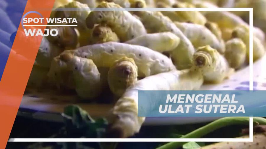 Ulat Sutera, Satwa Penghasil Serat atau Benang Sutera, Wajo Sulawesi Selatan