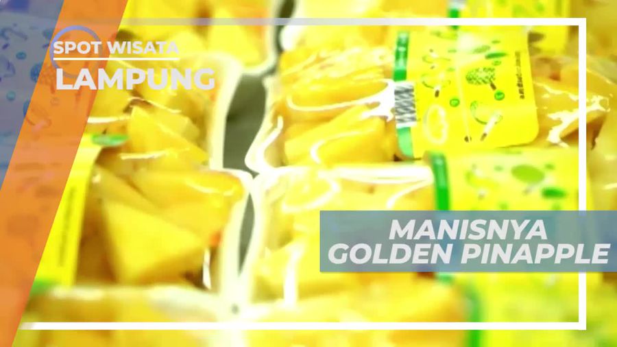 Menikmati Manisnya Golden Pineapple di Lampung