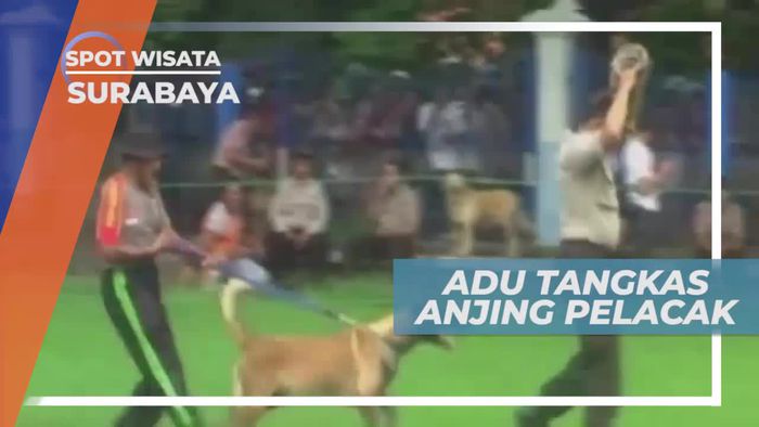Adu Tangkas Anjing Pelacak di Surabaya Jawa Timur