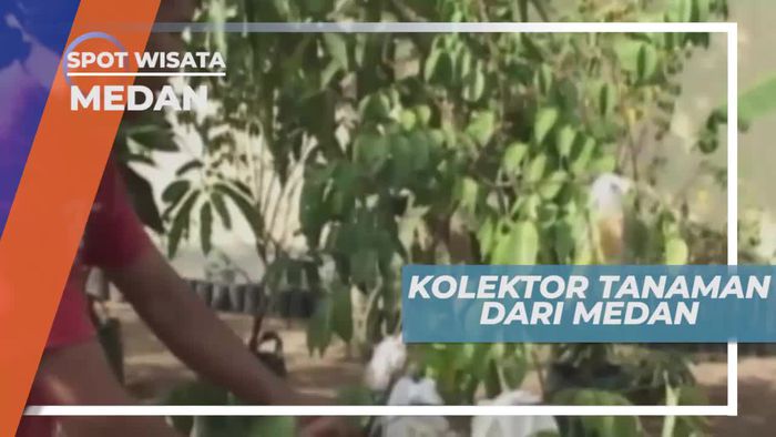 Budidaya Aneka Tanaman ala Kolektor, Medan