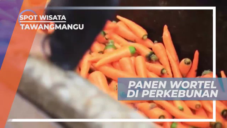 Panen Wortel di Perkebunan Desa Plumbon Tawangmangu