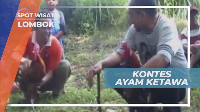Kontes Ayam Ketawa, Lomba Unik di Lombok 