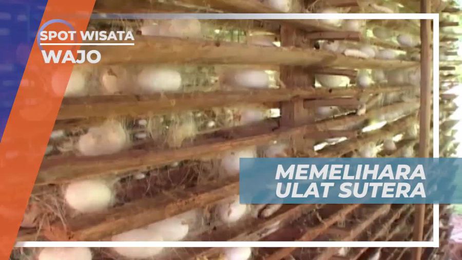 Melihat Dari Dekat Ulat Sutera Penghasil Benang Sutera, Wajo Sulawesi Selatan