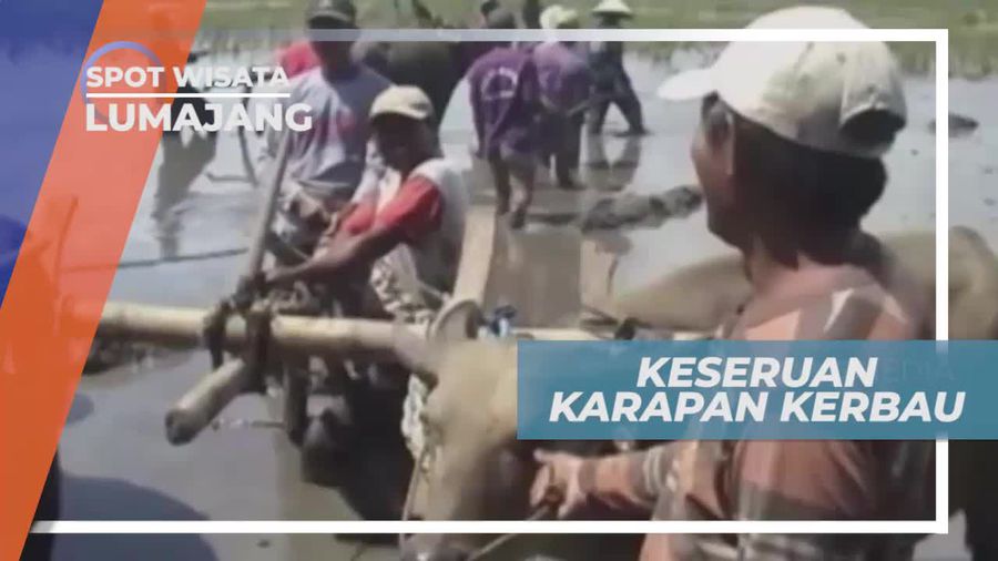 Karapan Kerbau, Tradisi Unik Para Petani di Lumajang Jawa Timur