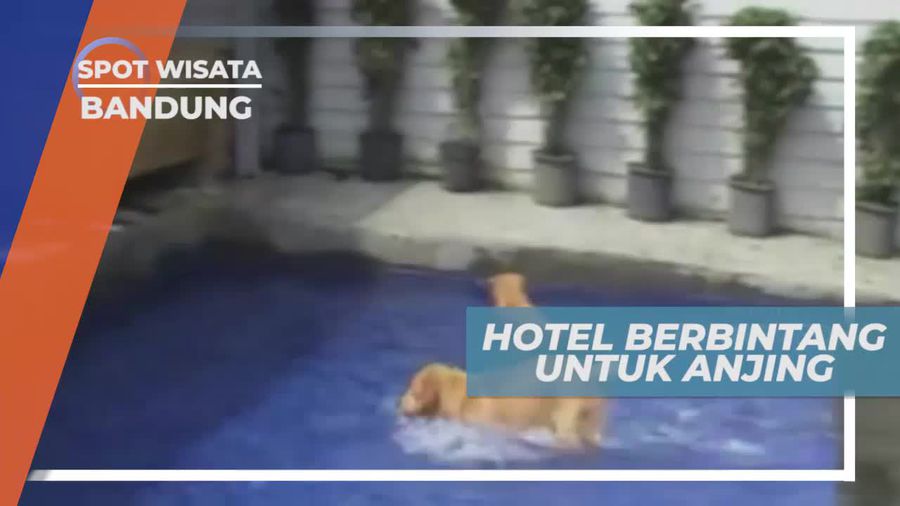 Memanjakan Satwa, Hotel Untuk Anjing Dengan Fasilitas Lengkap, Bandung
