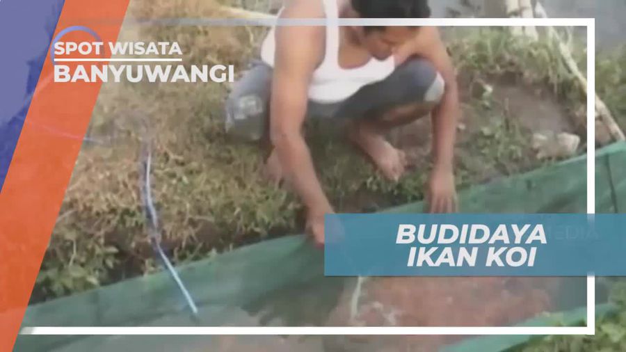 Ikan Koi, Simbol Cinta dan Persahabatan, Banyuwangi
