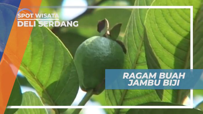 Manis Legit Berdaging Lembut Si Buah Jambu Biji Merah, Deli Serdang