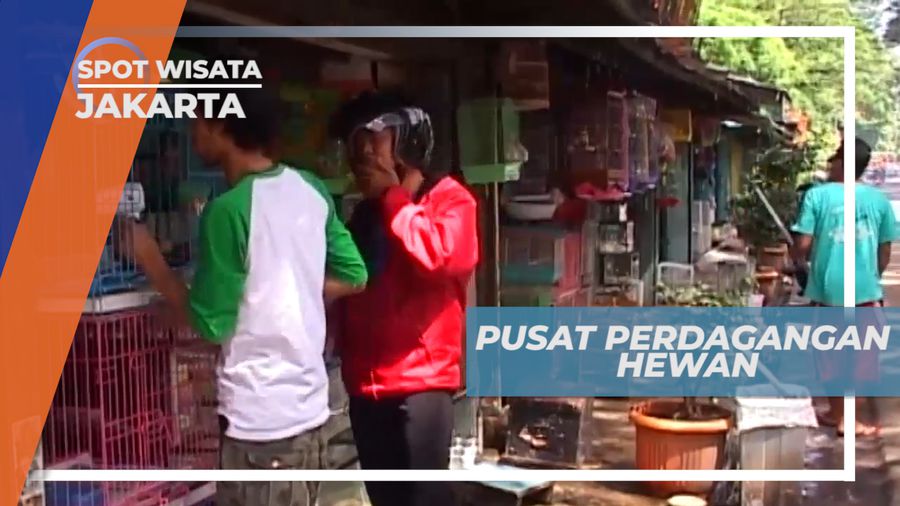 Mengunjungi Pusat Pasar Hewan di Bilangan Jakarta Selatan, Jakarta
