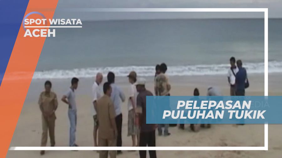 Melepas Puluhan Tukik Langka ke Habitat Aslinya, Aceh
