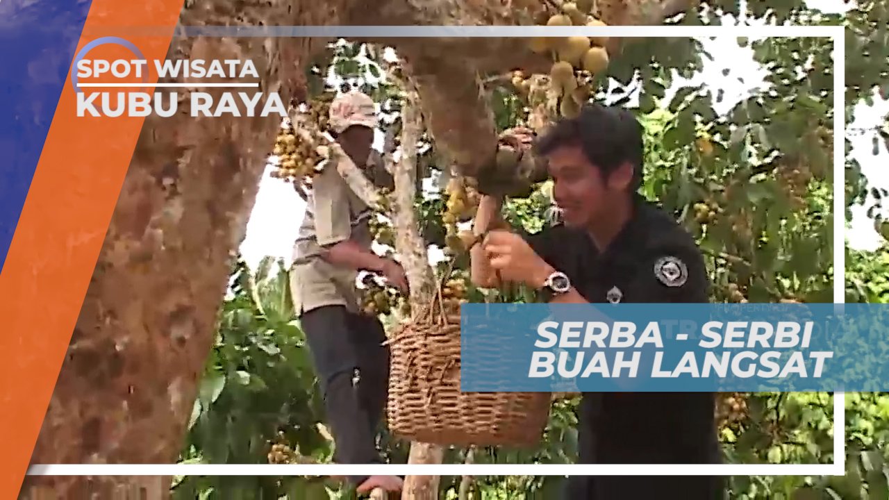 Serba-Serbi Budidaya Buah Langsat Punggur, Kubu Raya