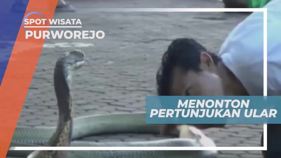 Uji Keberanian Menonton Atraksi Ular di Purworejo