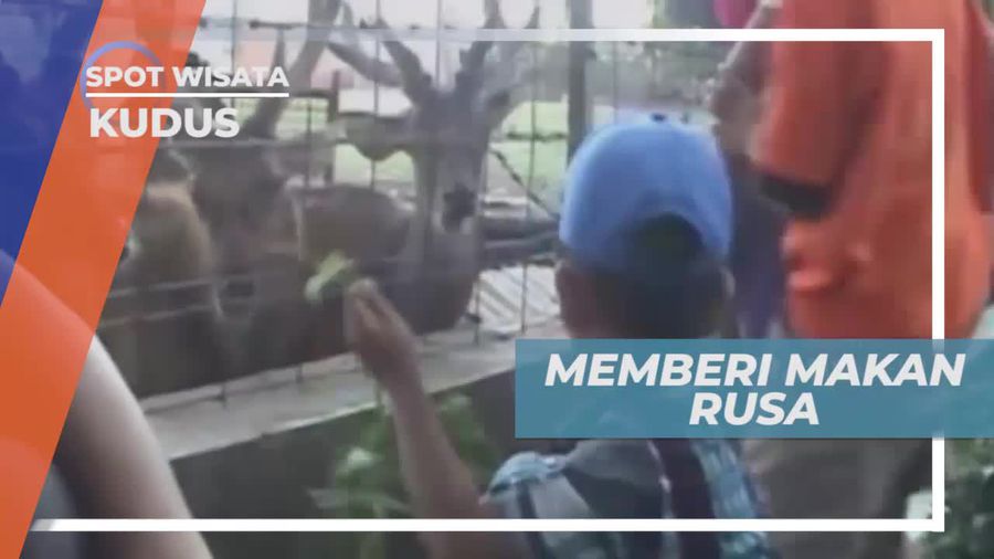 Keseruan Memberi Makan Rusa di Kota Kudus