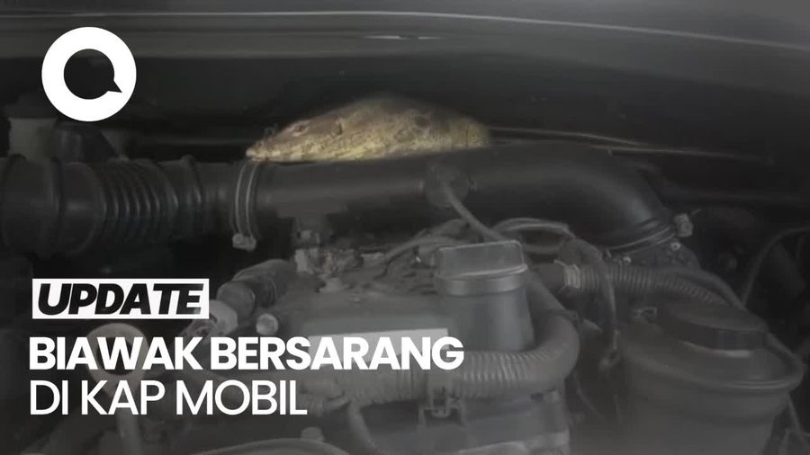 Penampakan Biawak Bersarang di Kap Mesin Mobil Warga Karawang