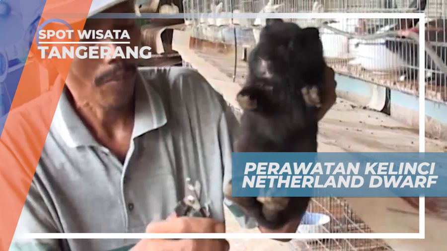 Tips Sederhana Merawat Kelinci Netherland Dwarf, Tangerang