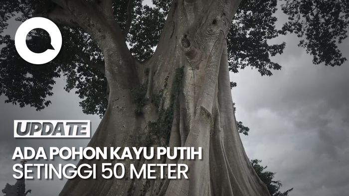 Intip Lokasi Wisata Swafoto dan Meditasi Kayu Putih Bayan di Bali