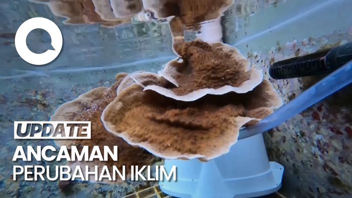 Misi Ilmuwan Selamatkan Terumbu Karang Lewat Kriopreservasi
