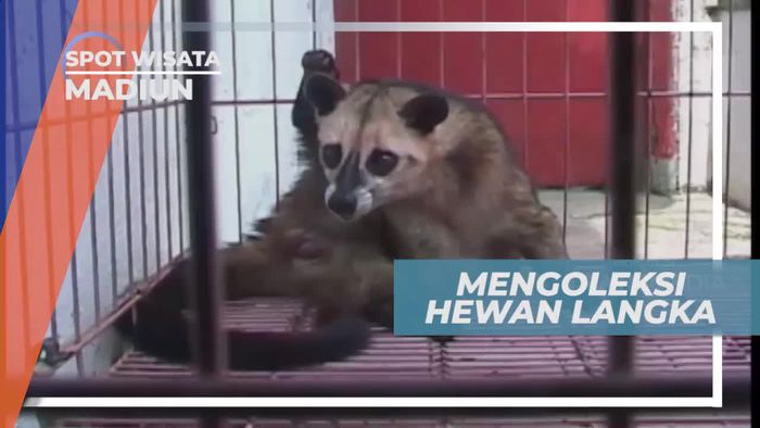 Berkunjung ke Tempat Kolektor Satwa Unik di Madiun Jawa Timur
