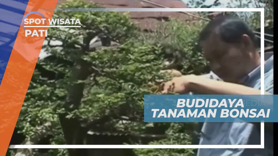 Salurkan Hobi, Dengan Budidaya Tanaman Hias Bonsai, Pati