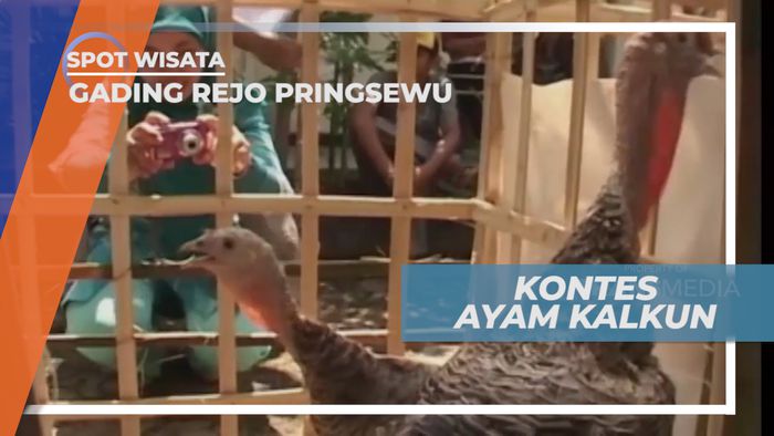 Kemeriahan Kontes Ayam Kalkun di Gading Rejo, Pringsewu