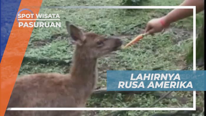 Lahirnya Rusa Amerika Menambah Koleksi Satwa Baru di Kebun Binatang Prigen, Pasuruan