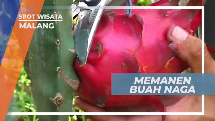 Panen Buah Naga, Menjaga Kualitas Buah yang Beredar di Pasaran, Malang