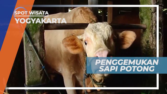 Pemeliharaan Ternak Sapi untuk Memastikan Kualitas Sapi yang Baik, Yogyakarta