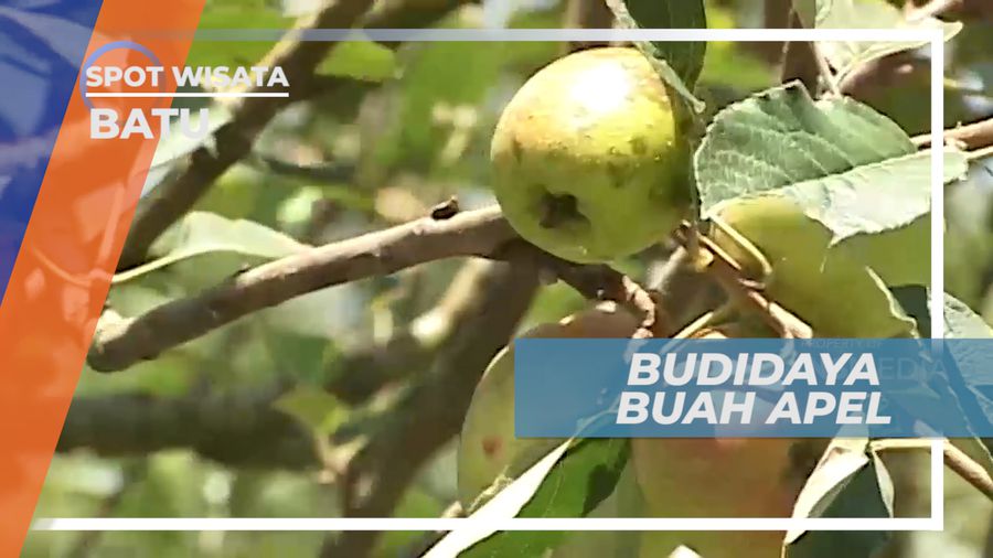 Apel Lokal Nusantara yang Tersohor, Batu