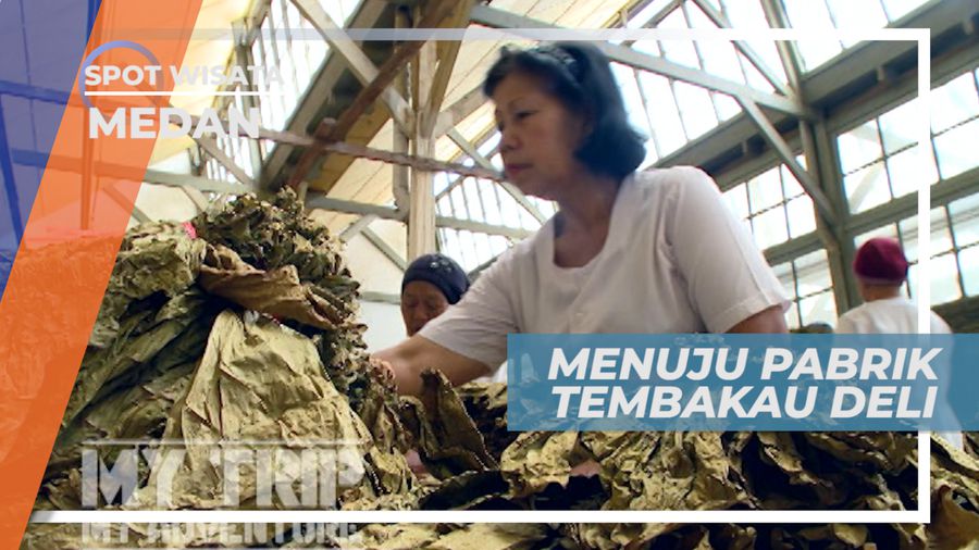 Tembakau Deli, Pelapis Cerutu Nomor Satu di Dunia, Medan