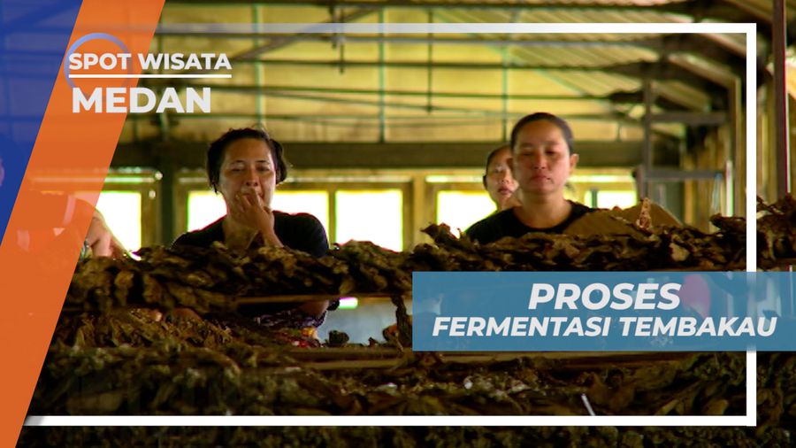 Proses Fermentasi Tembakau yang Menghasilkan Aroma dan Rasa, Medan