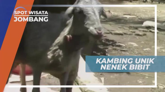 Melihat Dari Dekat Kambing Unik Asal Jombang