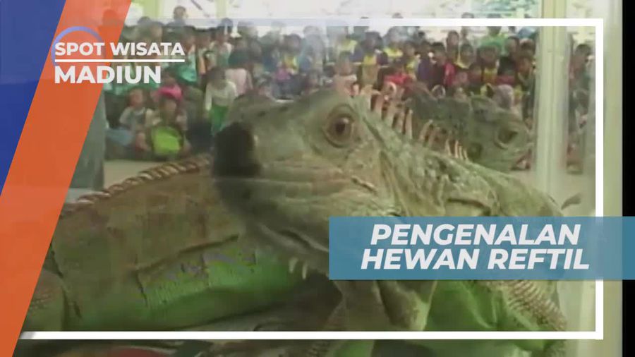 Berkenalan Dengan Hewan Reptil di Madiun Jawa Timur