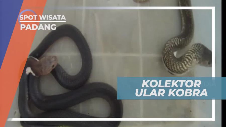 Berkenalan Dengan Kolektor Ular Kobra, Kota Padang Sumatera Barat