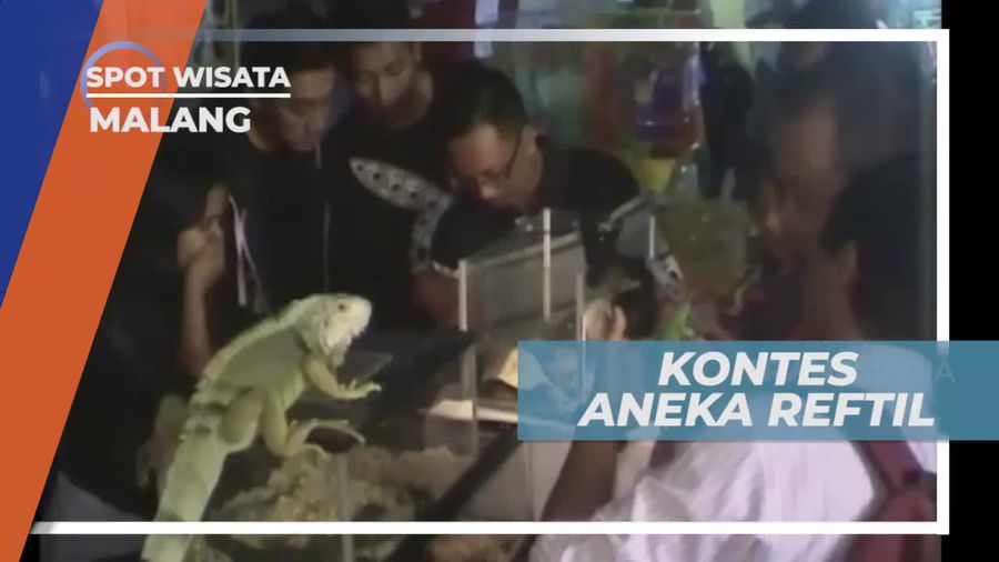 Adu Cantik Kontes Aneka Reptil di Kota Malang