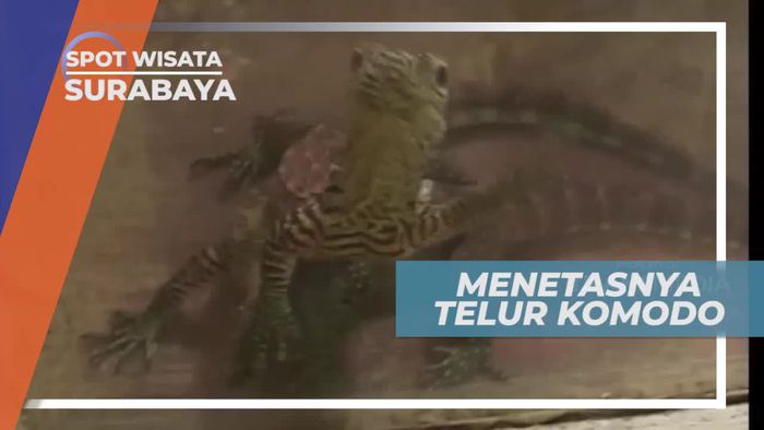 Momen Menetasnya Telur Komodo di Kebun Binatang Surabaya