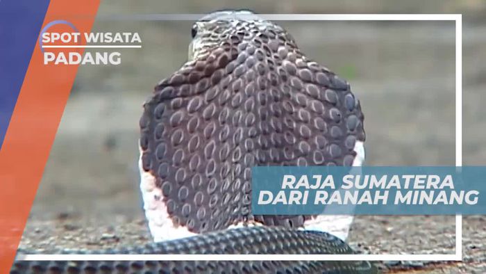 Bisa Menyembur Racun Sejauh 2 Meter, Ular Kobra Padang Sumatera Barat