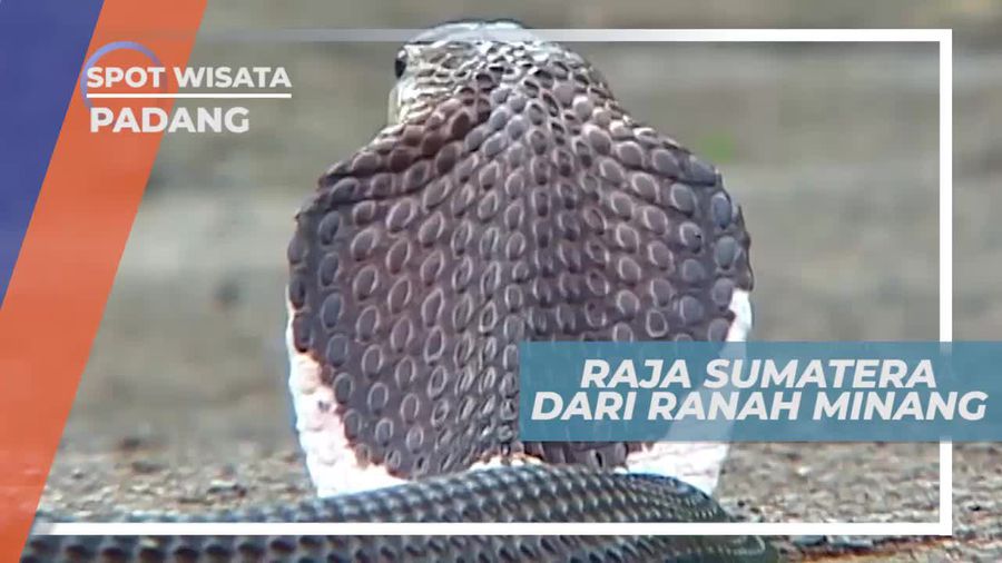 Bisa Menyembur Racun Sejauh 2 Meter, Ular Kobra Padang Sumatera Barat