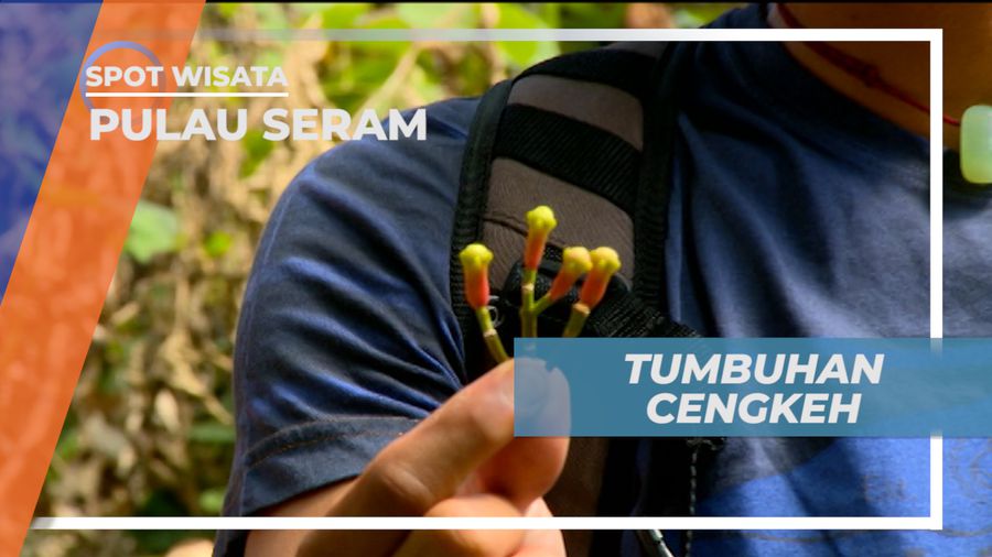 Pulau Seram, Mengunjungi Kebun Cengkeh Khas Pulau Seram, Maluku