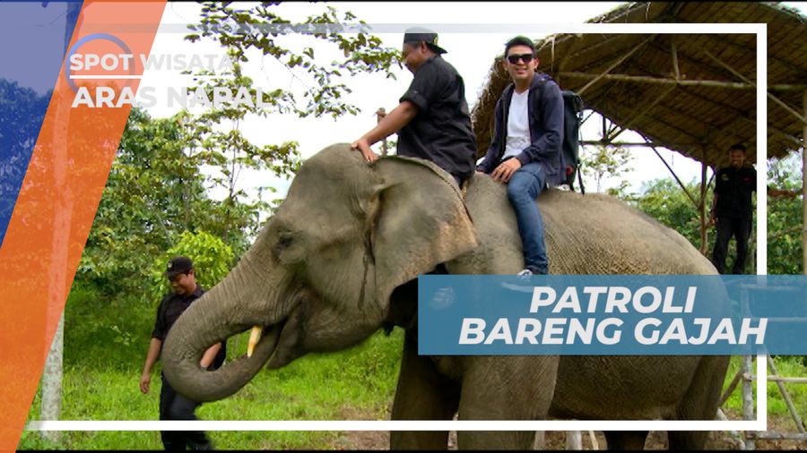 Aras Napal, Patroli Bareng Gajah Mengelilingi Hutan, Langkat