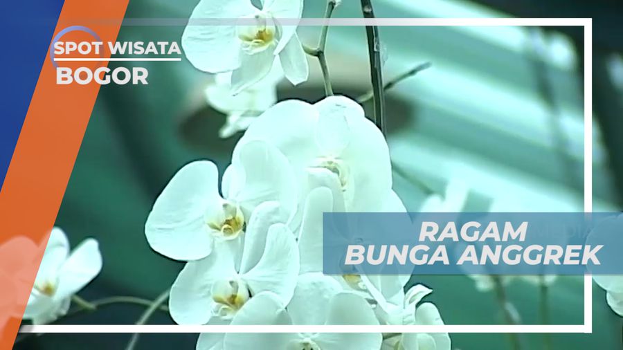 Melihat Eksotika Beragam Bunga Anggrek yang Sedang Mekar, Bogor