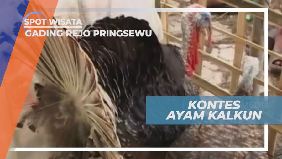 Kemeriahan Kontes Ayam Kalkun di Gading Rejo Pringsewu