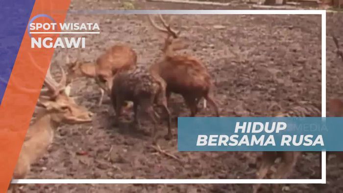 Kisah Warga Ngawi Jawa Timur yang Hidup Bersama Rusa       