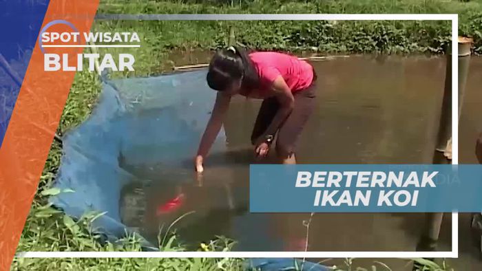 Sawah, Media Perkembang Biakan Ikan Koi, Blitar