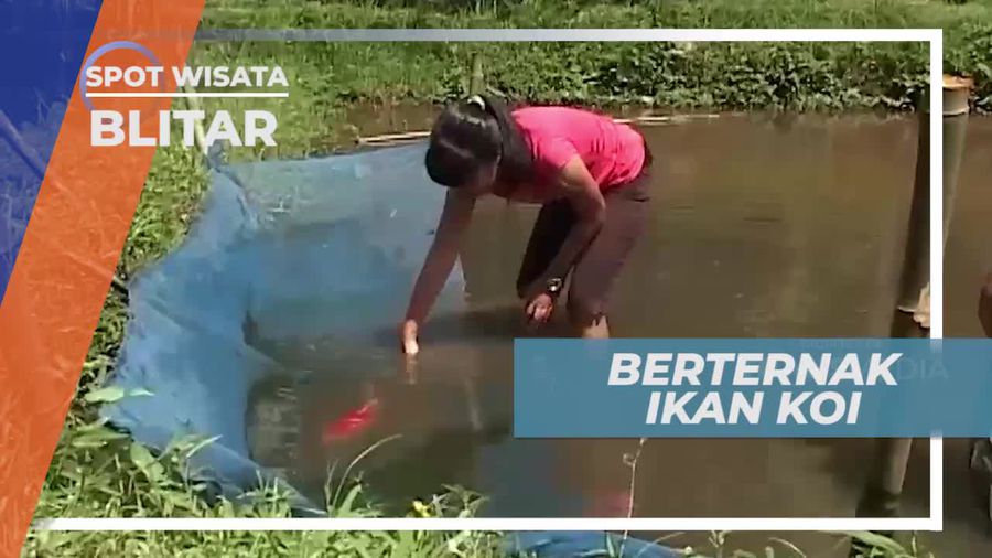 Sawah, Media Perkembang Biakan Ikan Koi, Blitar