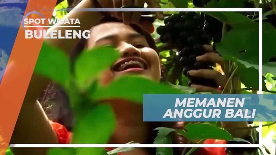 Memanen Anggur Langsung Dari Kebunnya, Buleleng Bali       