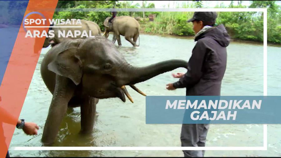 Memandikan Gajah di Aras Napal Sumatera Utara 