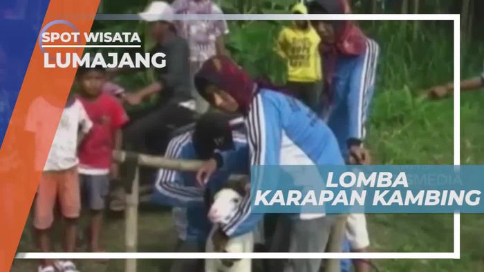 Adu Cepat Berpacu Dalam Lomba Karapan Kambing, Lumajang