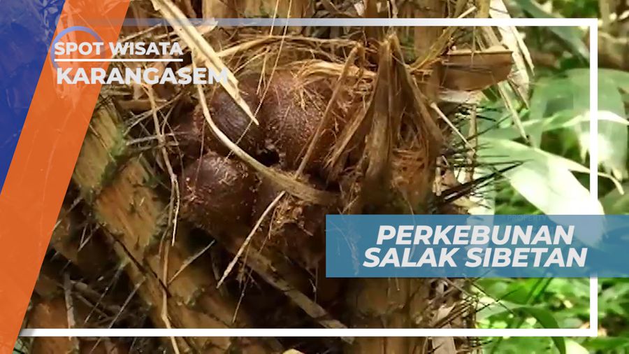 Iklim dan Cuaca Sejuk Perkebunan Salak Sibetan, Karangasem