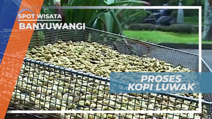 Pengolahan Biji Kopi Luwak Liar, Banyuwangi