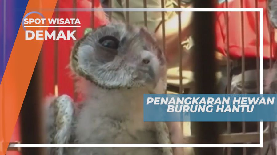 Penangkaran Burung Hantu, Hewan Nocturnal yang Ahli Berburu, Demak