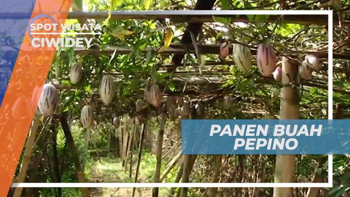 Panen Buah Pepino yang Kaya Manfaat, Ciwidey